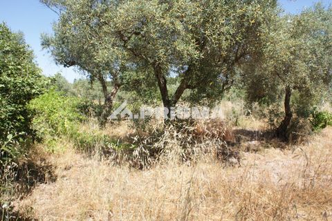 Helårsgrund i Castelo Branco, Castelo Branco, Castelo Branco - € 47.500 | Ref: PP4589 - foto 26
