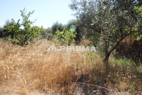 Helårsgrund i Castelo Branco, Castelo Branco, Castelo Branco - € 47.500 | Ref: PP4589 - foto 29