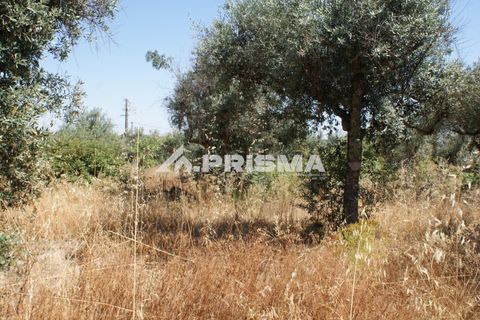 Helårsgrund i Castelo Branco, Castelo Branco, Castelo Branco - € 47.500 | Ref: PP4589 - foto 30