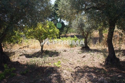 Helårsgrund i Castelo Branco, Castelo Branco, Castelo Branco - € 47.500 | Ref: PP4589 - foto 36
