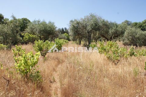 Helårsgrund i Castelo Branco, Castelo Branco, Castelo Branco - € 47.500 | Ref: PP4589 - foto 38