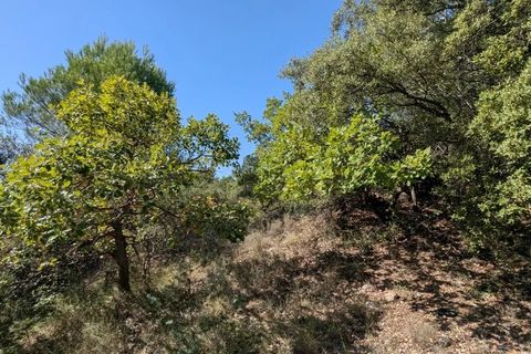 Terra a Brunet, Alpes-de-Haute-Provence, Brunet - € 7.000 | Ref: 86141740 - foto 8