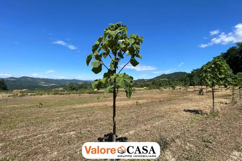 Landejendom i Ponzone, Alessandria, Ponzone - € 35.000 | Ref: 86136802 - foto 5
