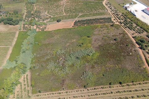 Helårsgrund i Bombarral, Leiria, Bombarral - € 17.500 | Ref: C0484-00233 - foto 3