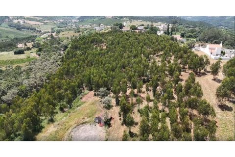 Helårsgrund i Alcobaca, Leiria, Alcobaca - € 270.000 | Ref: SÒL_380 - foto 2