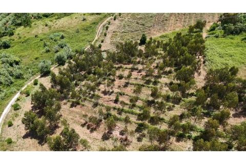 Helårsgrund i Alcobaca, Leiria, Alcobaca - € 270.000 | Ref: SÒL_380 - foto 3
