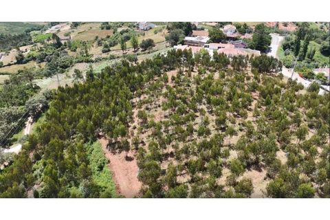 Helårsgrund i Alcobaca, Leiria, Alcobaca - € 270.000 | Ref: SÒL_380 - foto 5