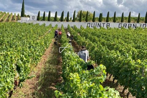 Terra a Alijo, Vila Real, Alijo - € 1.100.000 | Ref: TAPT01-1509_RC - foto 4