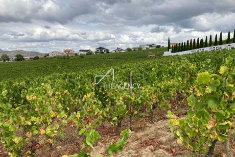 Terra a Alijo, Vila Real, Alijo - € 1.100.000 | Ref: TAPT01-1509_RC - foto 5
