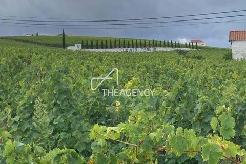 Terra a Alijo, Vila Real, Alijo - € 1.100.000 | Ref: TAPT01-1509_RC - foto 7