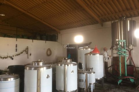 Terra a Alijo, Vila Real, Alijo - € 1.100.000 | Ref: TAPT01-1509_RC - foto 10