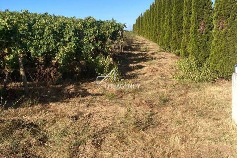 Terra a Alijo, Vila Real, Alijo - € 1.100.000 | Ref: TAPT01-1509_RC - foto 2