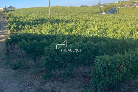 Terra a Alijo, Vila Real, Alijo - € 1.100.000 | Ref: TAPT01-1509_RC - foto 11