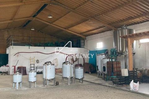 Terra a Alijo, Vila Real, Alijo - € 1.100.000 | Ref: TAPT01-1509_RC - foto 12