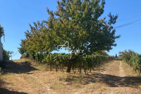 Terra a Alijo, Vila Real, Alijo - € 1.100.000 | Ref: TAPT01-1509_RC - foto 14