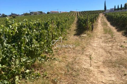 Terra a Alijo, Vila Real, Alijo - € 1.100.000 | Ref: TAPT01-1509_RC - foto 15