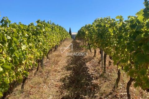 Terra a Alijo, Vila Real, Alijo - € 1.100.000 | Ref: TAPT01-1509_RC - foto 16