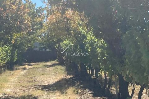 Terra a Alijo, Vila Real, Alijo - € 1.100.000 | Ref: TAPT01-1509_RC - foto 17