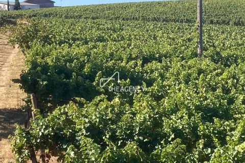 Terra a Alijo, Vila Real, Alijo - € 1.100.000 | Ref: TAPT01-1509_RC - foto 18
