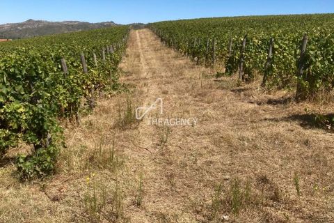 Terra a Alijo, Vila Real, Alijo - € 1.100.000 | Ref: TAPT01-1509_RC - foto 19