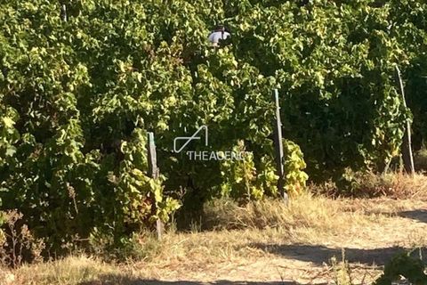Terra a Alijo, Vila Real, Alijo - € 1.100.000 | Ref: TAPT01-1509_RC - foto 20