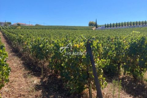 Terra a Alijo, Vila Real, Alijo - € 1.100.000 | Ref: TAPT01-1509_RC - foto 22