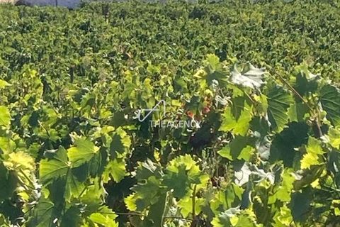 Terra a Alijo, Vila Real, Alijo - € 1.100.000 | Ref: TAPT01-1509_RC - foto 24
