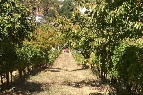 Terra a Alijo, Vila Real, Alijo - € 1.100.000 | Ref: TAPT01-1509_RC - foto 25