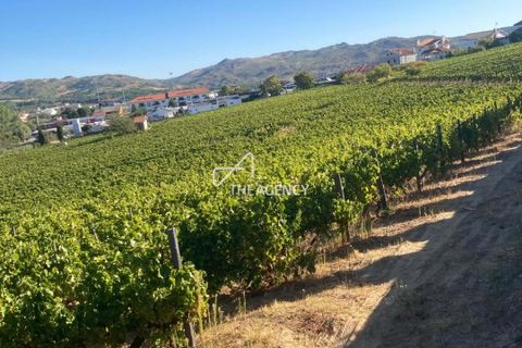 Terra a Alijo, Vila Real, Alijo - € 1.100.000 | Ref: TAPT01-1509_RC - foto 1