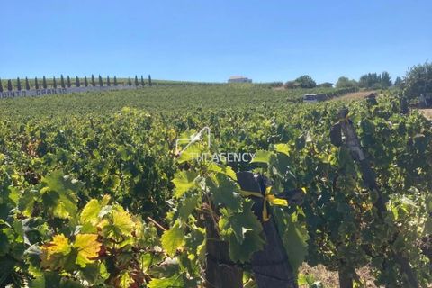 Terra a Alijo, Vila Real, Alijo - € 1.100.000 | Ref: TAPT01-1509_RC - foto 27