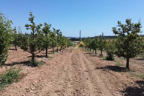 Helårsgrund i Bombarral, Leiria, Bombarral - € 120.000 | Ref: F00218 - foto 11