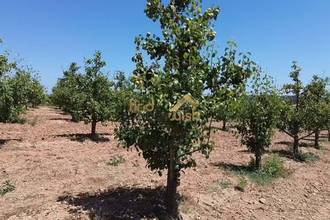 Helårsgrund i Bombarral, Leiria, Bombarral - € 120.000 | Ref: F00218 - foto 12