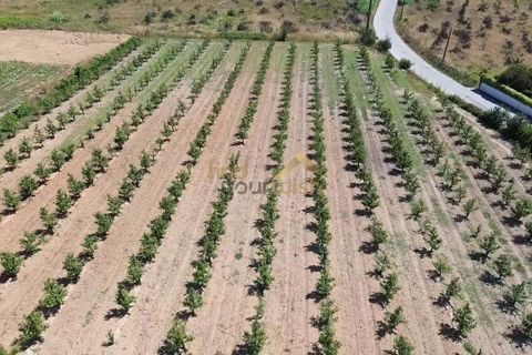 Helårsgrund i Bombarral, Leiria, Bombarral - € 120.000 | Ref: F00218 - foto 13