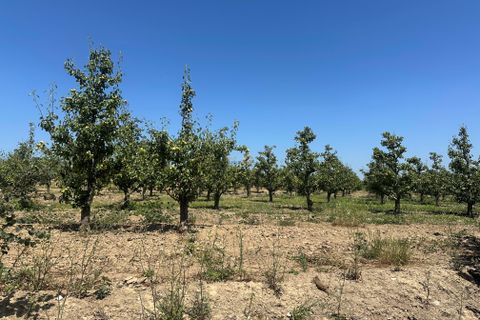 Helårsgrund i Bombarral, Leiria, Bombarral - € 120.000 | Ref: F00218 - foto 30