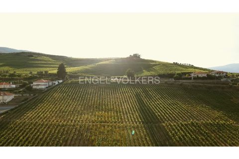 Helårsgrund i Lamego, Viseu, Lamego - € 945.000 | Ref: W-030U8R - foto 14