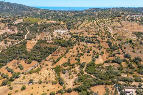 Terra a Conceicao e Estoi, Faro, Conceicao e Estoi - € 35.000 | Ref: KWPT-019592 - foto 3