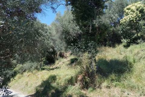 Tomt i Perinaldo, Imperia, Perinaldo - € 19 000 | Ref: 85866189 - foto 2