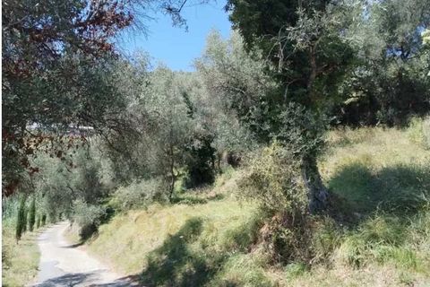 Tomt i Perinaldo, Imperia, Perinaldo - € 19 000 | Ref: 85866189 - foto 3