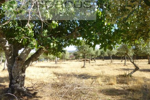 Farm i Castelo Branco, Castelo Branco, Castelo Branco - € 120.000 | Ref: 5836/FA - foto 16