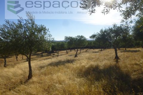 Farm i Castelo Branco, Castelo Branco, Castelo Branco - € 120.000 | Ref: 5836/FA - foto 18