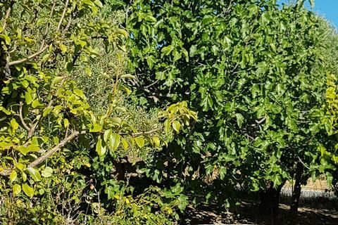 Villa i Prizzi, Palermo, Prizzi - € 190.000 | Ref: Camizzi Prizzi - foto 33