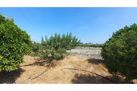 Villa i Palmela, Setubal, Palmela - € 680.000 | Ref: CC_MORI_18192 - foto 8