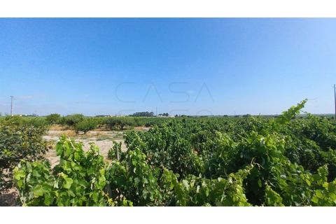 Villa i Palmela, Setubal, Palmela - € 680.000 | Ref: CC_MORI_18192 - foto 13