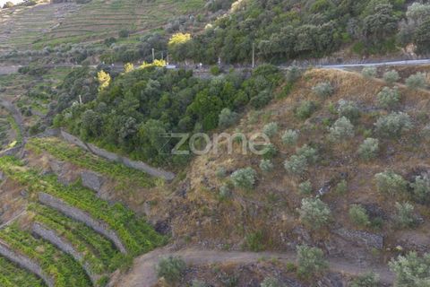 Terra a Sabrosa, Vila Real, Sabrosa - € 75.000 | Ref: ZMPT579693 - foto 2