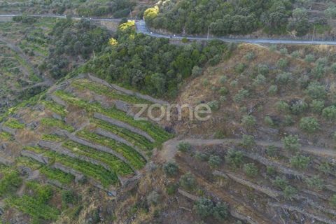 Terra a Sabrosa, Vila Real, Sabrosa - € 75.000 | Ref: ZMPT579693 - foto 3