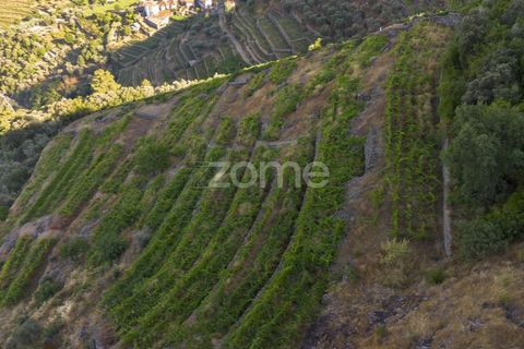 Terra a Sabrosa, Vila Real, Sabrosa - € 75.000 | Ref: ZMPT579693 - foto 4