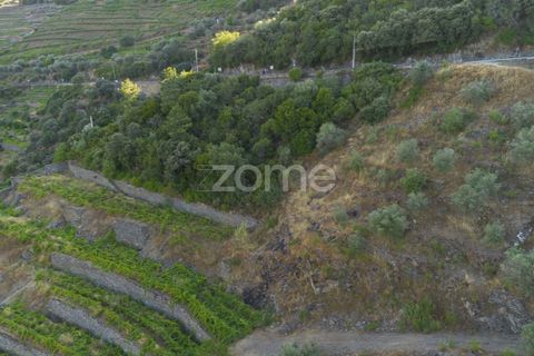 Terra a Sabrosa, Vila Real, Sabrosa - € 75.000 | Ref: ZMPT579693 - foto 6