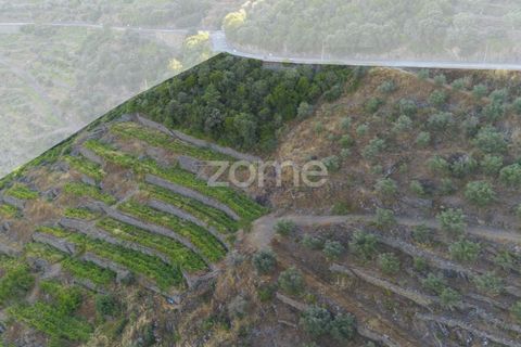 Terra a Sabrosa, Vila Real, Sabrosa - € 75.000 | Ref: ZMPT579693 - foto 7