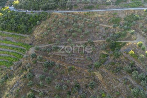 Terra a Sabrosa, Vila Real, Sabrosa - € 75.000 | Ref: ZMPT579693 - foto 8