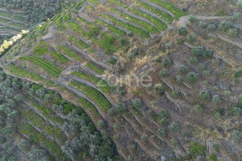 Terra a Sabrosa, Vila Real, Sabrosa - € 75.000 | Ref: ZMPT579693 - foto 11